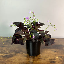 Load image into Gallery viewer, Oxalis 'Shamrock Red'