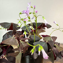 Load image into Gallery viewer, Oxalis 'Shamrock Red'