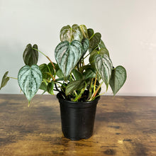 Load image into Gallery viewer, Philodendron Brandi houseplant with heart-shaped variegated leaves in black nursery pot