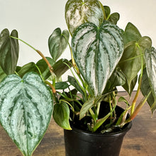 Load image into Gallery viewer, Philodendron Brandi plant with distinctive silver-variegated heart-shaped leaves in black pot