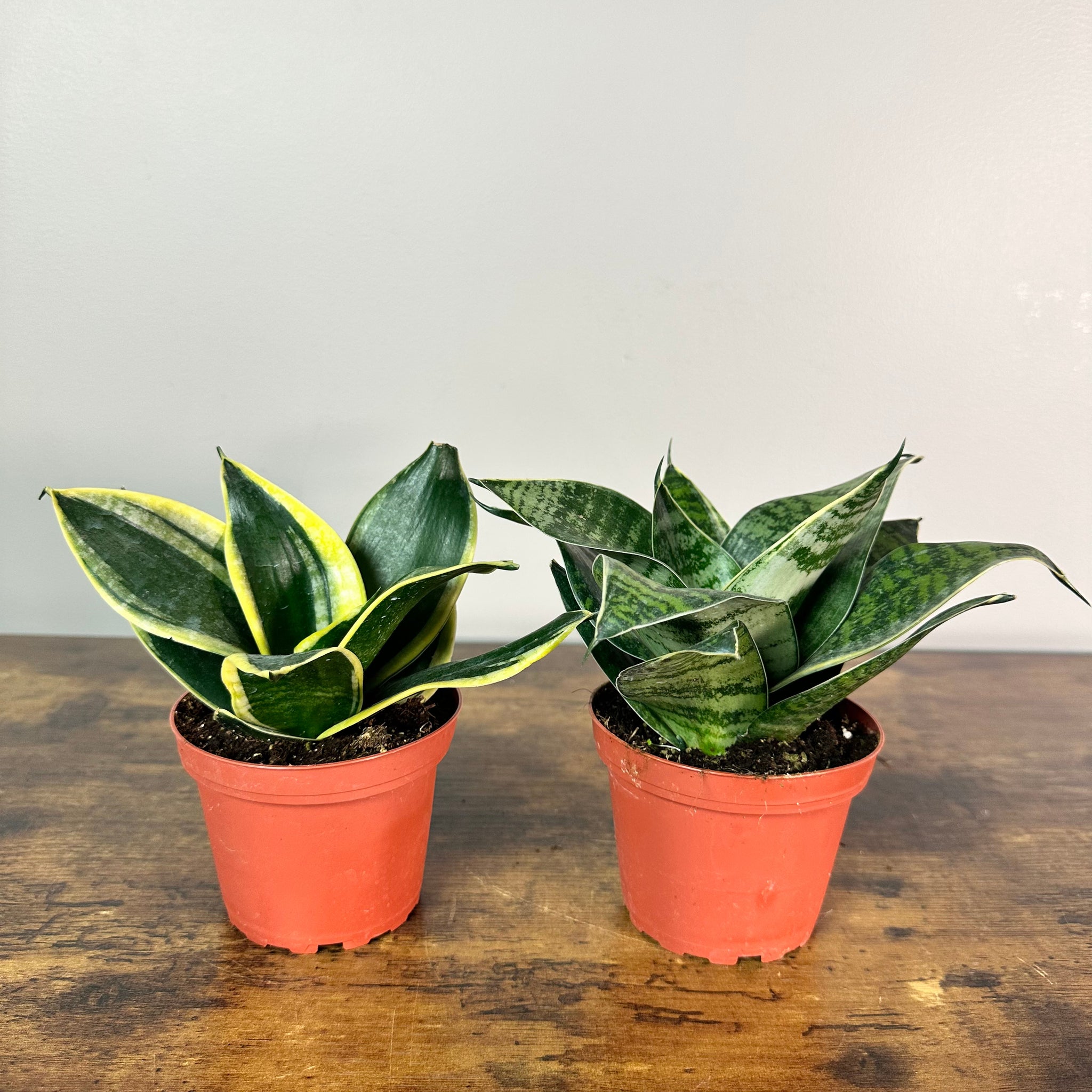 sansevieria hahlii Sansevieria 'Hahnii' Snake Plant – Wasson Nursery