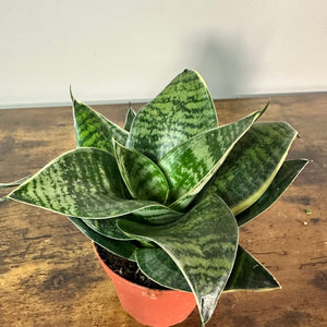Sansevieria 'Hahnii' Snake Plant  Wasson Nursery