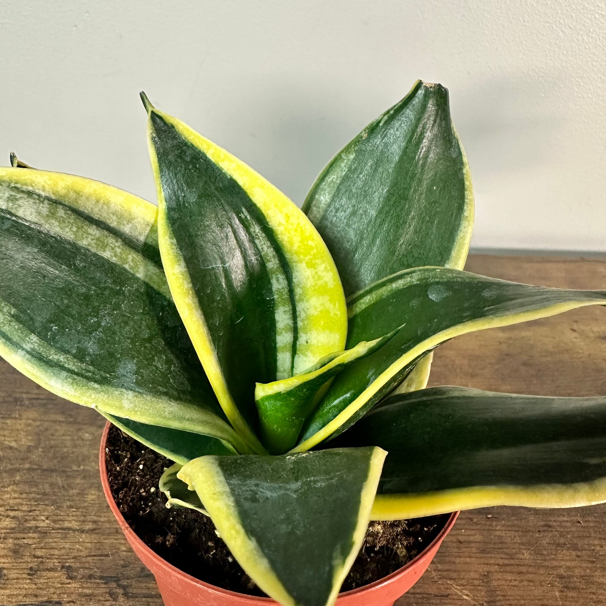 sansevieria hahnii black star Sansevieria 'Hahnii' Snake Plant – Wasson Nursery