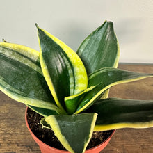 Load image into Gallery viewer, Sansevieria 'Hahnii' Snake Plant