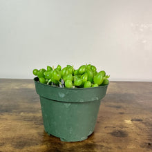 Load image into Gallery viewer, Senecio String of Watermelons succulent plant in green plastic pot on wooden surface