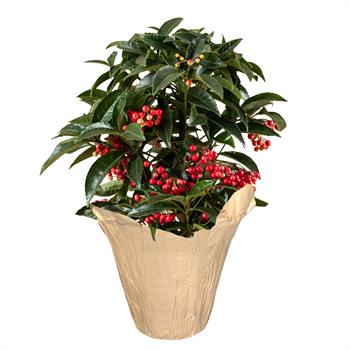 Ardisia 'crenata' Coral Berry