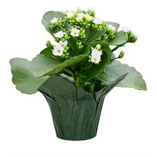 Load image into Gallery viewer, Kalanchoe
