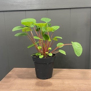 Peperomia 'Rana Verde'