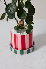 Load image into Gallery viewer, Joyelle striped ceramic pot with saucer in pink, red, green, and lavender featuring a ficus plant