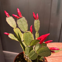 Load image into Gallery viewer, Easter cactus with bright red flower buds emerging from green segmented stems in terracotta pot