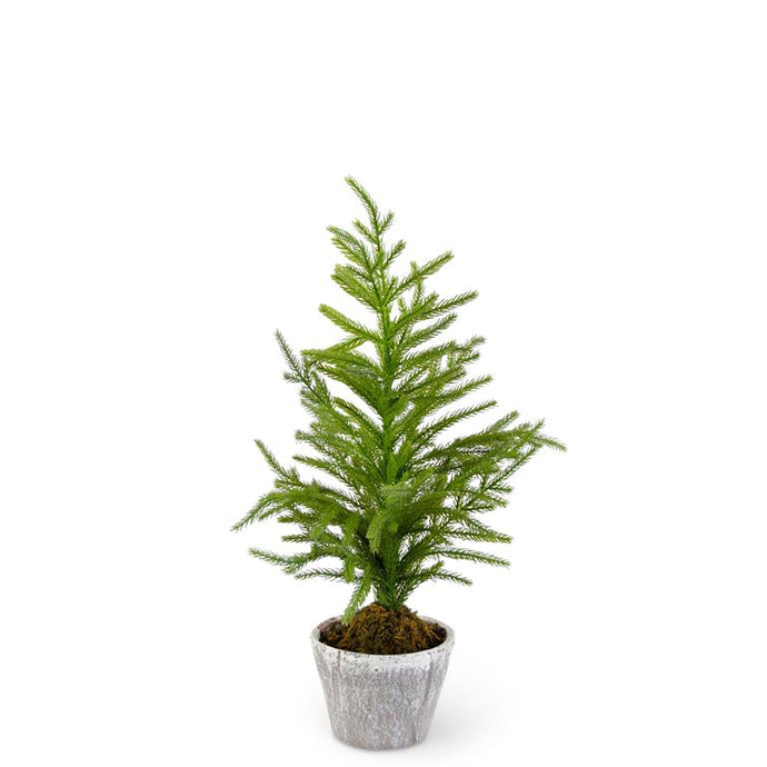 20 Inch Norfolk Pine Tree in Gray Pot