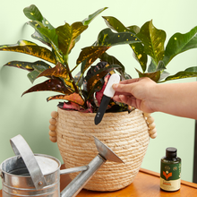 Load image into Gallery viewer, Hand holding white and black soil moisture meter inserted into potted croton plant