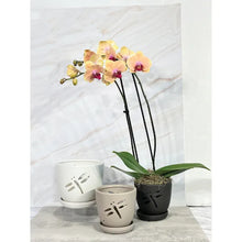 Load image into Gallery viewer, Dragonfly Orchid Pot