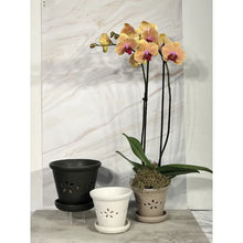 Load image into Gallery viewer, Three decorative orchid pots in black, white, and beige with drainage holes and saucers