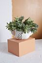 Load image into Gallery viewer, Terracotta Mahalo Bowl planter with small green plant on white surface