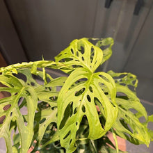 Load image into Gallery viewer, Monstera Swiss Cheese plant with bright green fenestrated leaves in indoor setting