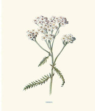 Load image into Gallery viewer, Vintage botanical illustration of yarrow plant with white flower clusters and feathery leaves