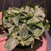 Load image into Gallery viewer, Fittonia nerve plant with intricate white-veined green leaves in black pot