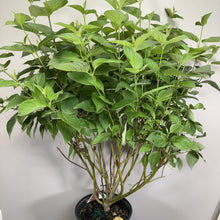 Load image into Gallery viewer, Dogwood Arctic Fire Red