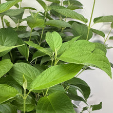 Load image into Gallery viewer, Dogwood Arctic Fire Red