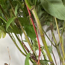 Load image into Gallery viewer, Dogwood Arctic Fire Red