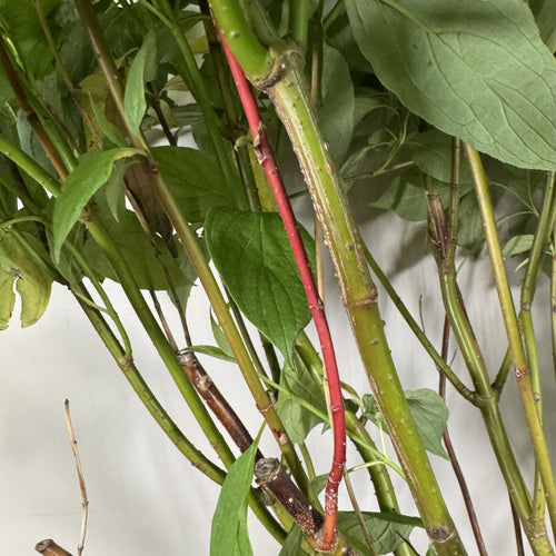 Dogwood Arctic Fire Red