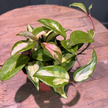 Load image into Gallery viewer, Hoya carnosa Krimson Princess with variegated green, white and pink leaves in small pot