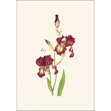 Load image into Gallery viewer, Botanical illustration of deep burgundy iris flowers with green leaves on cream background