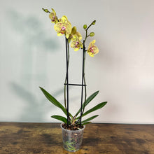 Load image into Gallery viewer, Yellow spotted Phalaenopsis orchid with burgundy markings in clear glass pot with support stakes