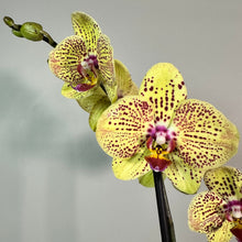 Load image into Gallery viewer, Yellow Phalaenopsis orchid with purple spotted petals and multiple blooms on green stem