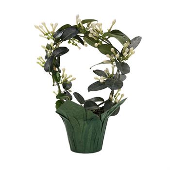 Stephanotis 'Madagascar' Jasmine