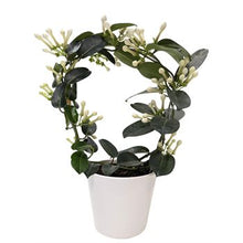 Load image into Gallery viewer, Stephanotis &#39;Madagascar&#39; Jasmine