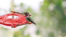 Load image into Gallery viewer, Hummingbird feeding at red circular feeder with wooden perches against blurred green background