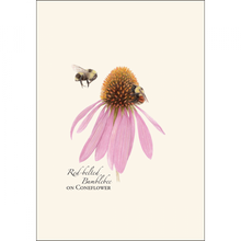 Load image into Gallery viewer, Red-belted bumblebee on purple coneflower notecard with botanical illustration style artwork