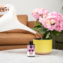 Load image into Gallery viewer, Hand watering pink hydrangea plant with white watering can, Bloom organic plant food concentrate bottle nearby
