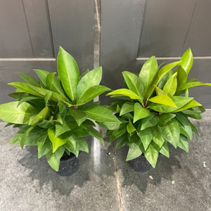 Ardisia