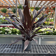 Load image into Gallery viewer, Cordyline TI