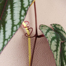 Load image into Gallery viewer, Climbing Plant Support