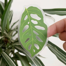 Load image into Gallery viewer, Hand holding clear vinyl sticker featuring green Monstera Adansonii leaf with characteristic holes