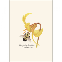 Load image into Gallery viewer, Two-spotted bumblebee on yellow trout lily flower botanical illustration notecard