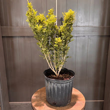 Load image into Gallery viewer, Aglaia odorata 'Chinese Perfume Plant'