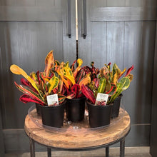 Load image into Gallery viewer, Four potted Croton 'Mammy' plants with vibrant red, orange, yellow and green variegated leaves