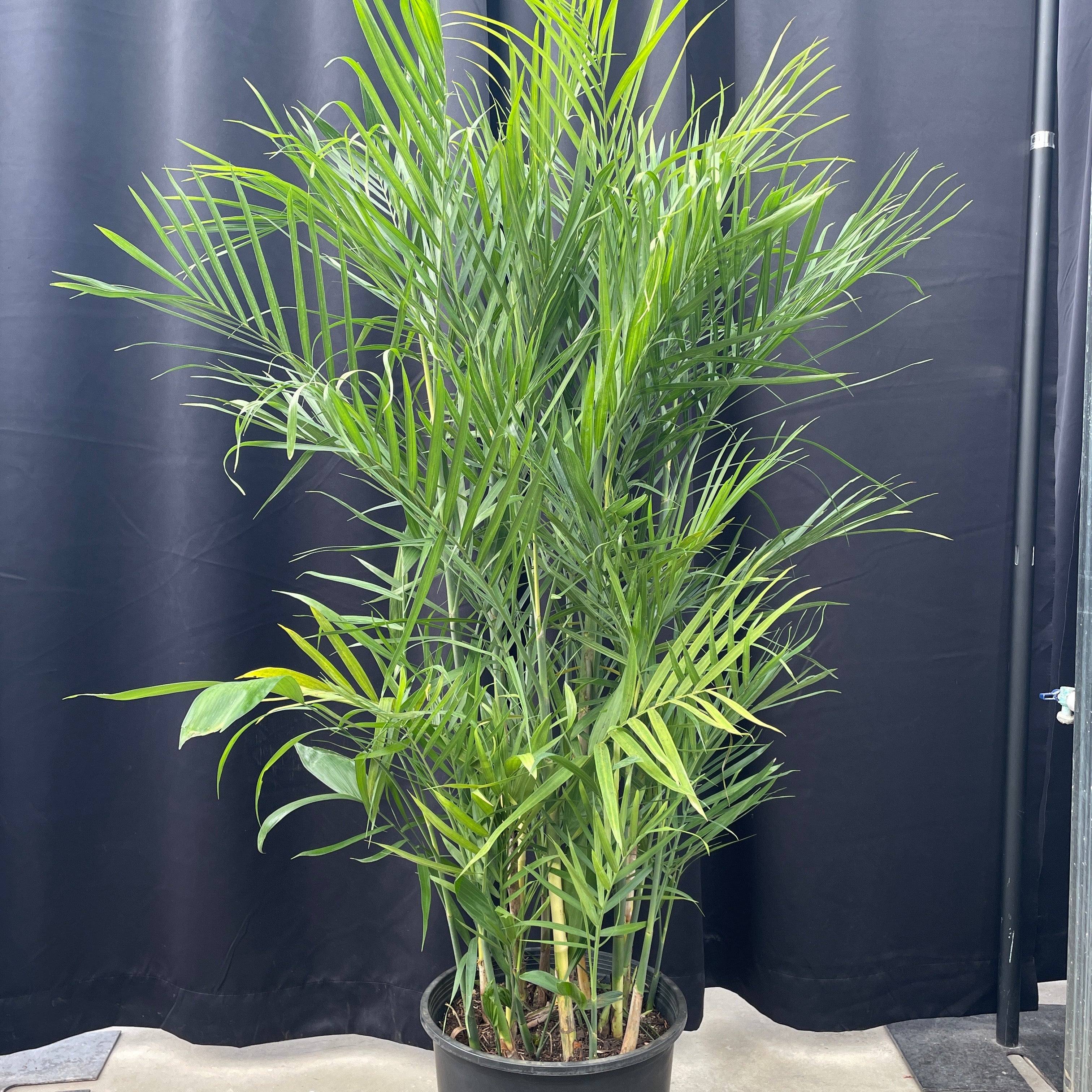 Chamaedorea 'Bamboo Palm' – Wasson Nursery