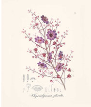 Load image into Gallery viewer, Vintage botanical illustration of Physocalymma florida with purple flowers and detailed anatomical drawings