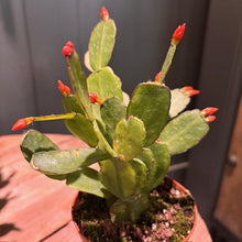 Load image into Gallery viewer, Rhipsalidopsis Gaertneri Easter Cactus with bright red flower buds in small pot