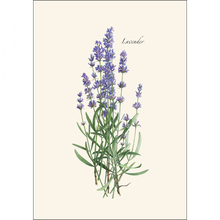 Load image into Gallery viewer, Botanical illustration of lavender plant with purple flower spikes and green foliage on cream background