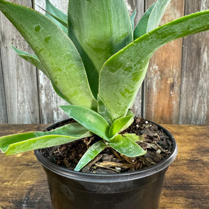 Agave 'Blue Flame'