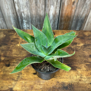 Agave 'Blue Flame'