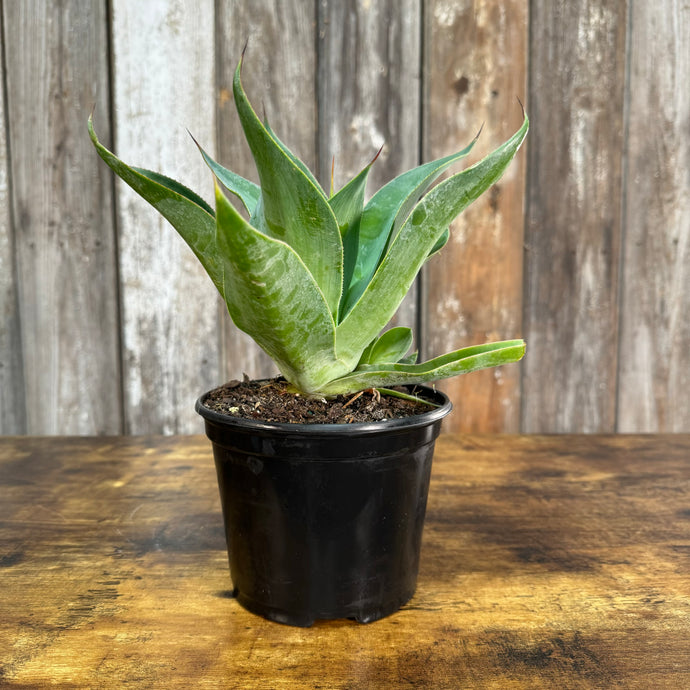 Agave 'Blue Flame'