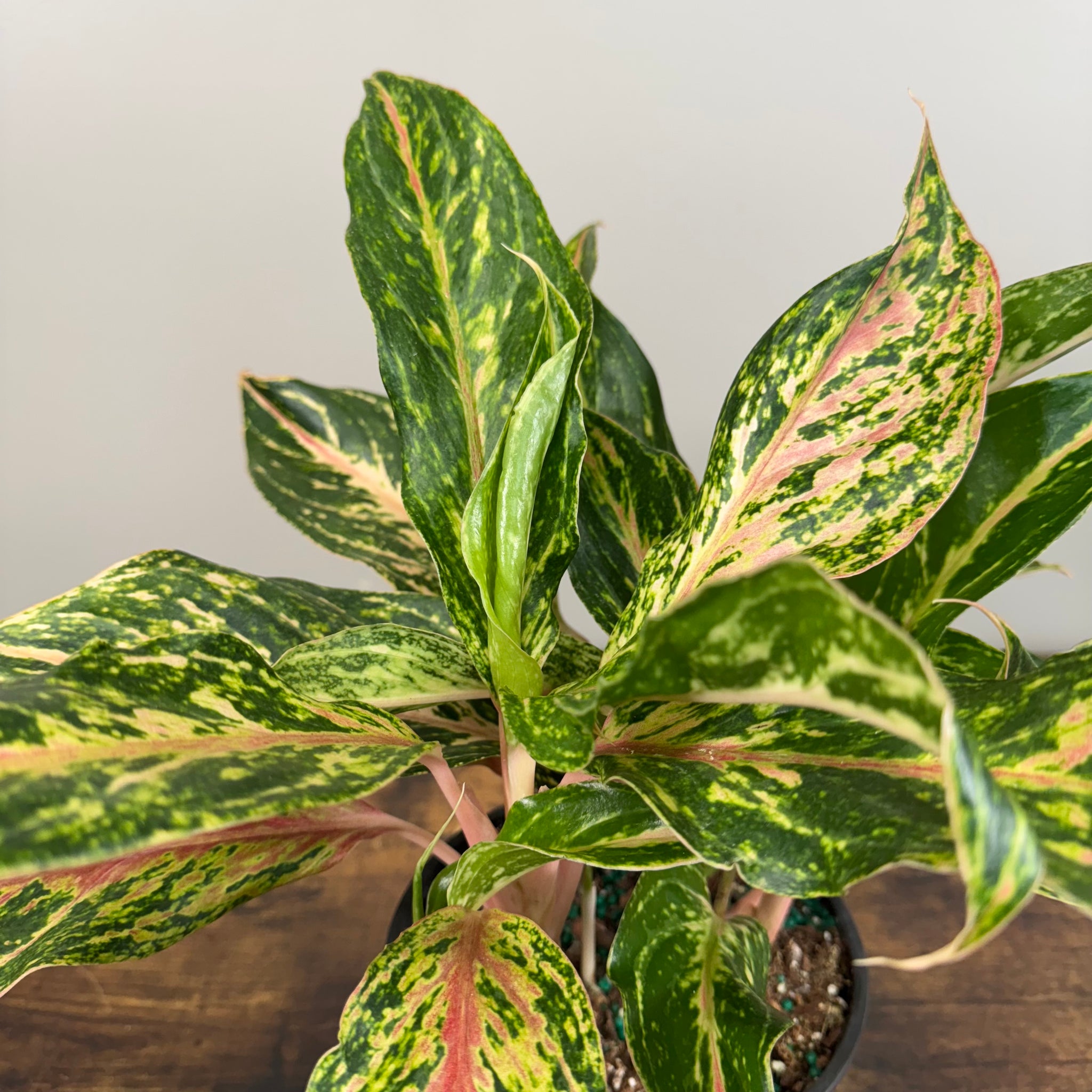 aglaonema sparkling sarah plant Aglaonema 'Sparkling Sarah'